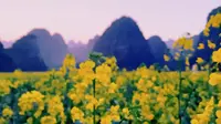 万峰林景区