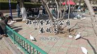 曲阜蒋哥春节自驾游郑州紫荆山公园看鸽子