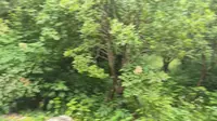 video_20260520_152342（浙江·杭州）杭州西湖风景名胜区 vivo X300