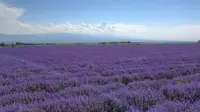 6.18伊犁天山花海景区薰衣草花海