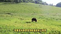 西安向西出发300公里的甘肃张家川县，有更多草原和原生态美景