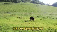 西安向西出发300公里的甘肃张家川县，有更多草原和原生态美景