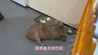 谁能想到我居然在牡丹江珍稀动物园邂逅了卡皮巴拉！
