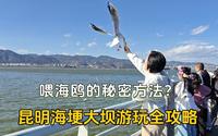 冬日昆明必玩项目，海埂大坝看海鸥全攻略，看本地人怎么玩