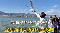 冬日昆明必玩项目，海埂大坝看海鸥全攻略，看本地人怎么玩
