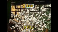 【白玉兰】龙华寺百年玉兰2026