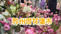 在苏州偶遇荷花集市！夏日独有的浪漫！买了一小束23元！