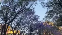 4.27 昆明教场中路蓝花楹实况