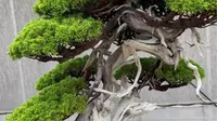 艺森园盆景长廊（下）