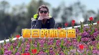上海临港鲜花港看郁金香，野食派午餐享田园风光，一尺花园下午茶看日落，晚上韩式烤肉看烟花秀