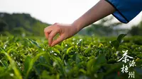 《茶源梧州》广西梧州六堡茶纪录片