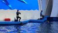广州动物园海洋馆海豚表演