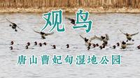 我的观鸟记录之唐山曹妃甸湿地公园， 一个人站在芦苇地上， 成群的红头潜鸭在头顶上飞舞，美