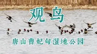 我的观鸟记录之唐山曹妃甸湿地公园， 一个人站在芦苇地上， 成群的红头潜鸭在头顶上飞舞，美