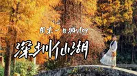 深圳周末vlog|仙湖植物园散步！幸福指数很高的一天！
