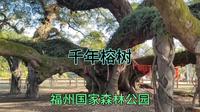 福州国家森林公园千年榕树，和北方公园里面大不相同