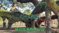 福州国家森林公园千年榕树，和北方公园里面大不相同