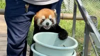 🎬8.10今天在成都基地看小熊猫加餐～第一次见‘花阙’这个社牛‘网红’小熊猫～乖得很～
