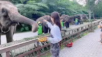 西双版纳野象谷，近距离实拍大象表演，聪明又可爱！