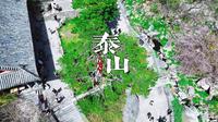 航拍泰山五大夫松