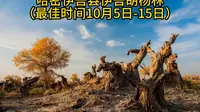 哈密伊吾县伊吾胡杨林（最佳时间10月5日-15日）
