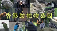 鸟控狂喜！香港动植物公园(上)｜每一帧都是珍奇鸟类的暴击！