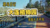 【观鸟日记—大连植物园寻找大太平鸟】成片在05:20处！找了一圈没找到，空军了哈哈哈