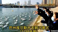 巴州库尔勒市天鹅河景区（12月天鹅）