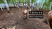 白桦林景区攻略