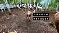 白桦林景区攻略