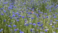 大连英歌石植物园