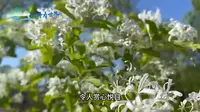 北京奥林匹克森林公园：世界现代园林的典范