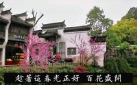春天的江湾，是所有国人梦里的江南。江西省上饶市婺源县