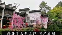 春天的江湾，是所有国人梦里的江南。江西省上饶市婺源县