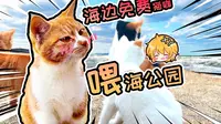 ❤️💛海边天然免费猫咖，喂海公园，11月的威海开始转冷，乳山的屋内还算不冷💛❤️