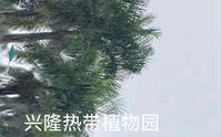 游兴隆热带植物园