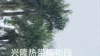 游兴隆热带植物园