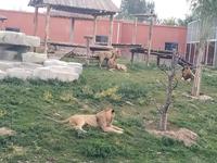 兰州野生动物园