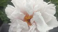 【闲逛哈尔滨】黑龙江省森林植物园(三)