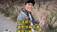 来大连旅游看野生梅花鹿攻略