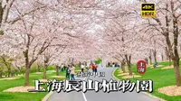 [4K HDR]春日去踏青，带你漫步上海辰山植物园 | 漫游中国 | 上海 | 云旅行 沉浸式 漫步 POV 旅行 白噪音 CITY WALK