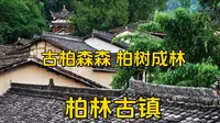 古柏森森，柏树成林，四川柏林古镇