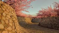 恋地情结丨日照白鹭湾樱花小院 | 2021 LA风景园林奖获奖项目