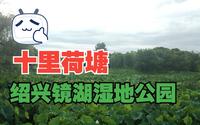 【湿地公园】实拍绍兴镜湖，浙江首个国家级城市湿地公园，这里有一片十里荷塘