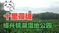 【湿地公园】实拍绍兴镜湖，浙江首个国家级城市湿地公园，这里有一片十里荷塘