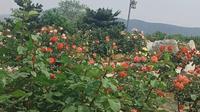 中华月季园随手一拍