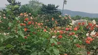 中华月季园随手一拍