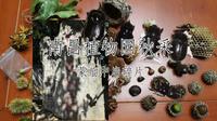 国庆秋探南昌植物园 最凉快的一年梅岭 东西不多 随便拍拍
