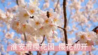 淮安市樱花园 樱花初开