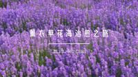 沉浸式体验 | 解忧公主薰衣草农场紫色浪漫